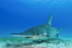 one of the most elegant sharks ,Bimini 2015 by Michael Weberberger 